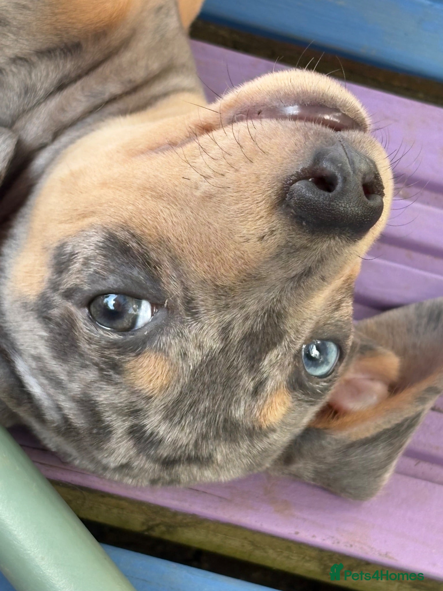 Dachshund dogs Beautiful boy remi - Advert 15
