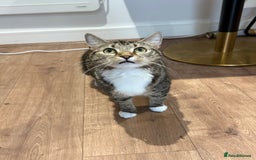 Domestic Shorthair cats for sale: Looking for a Loving Home for Our Two Cats! 🐾 - Image 5