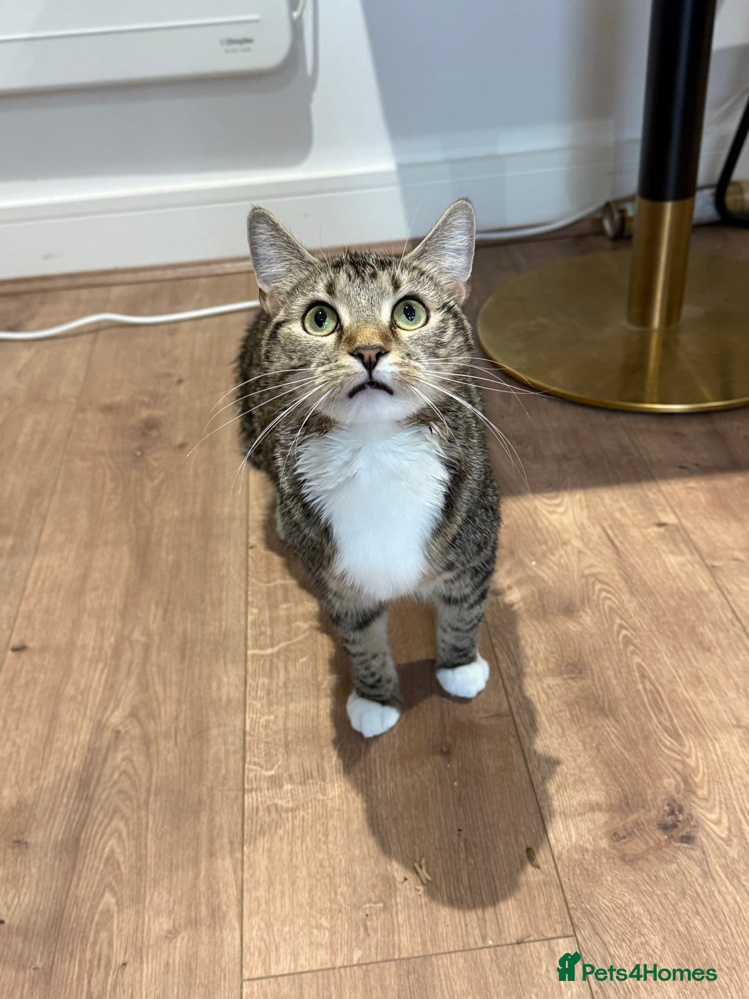 Domestic Shorthair cats for sale: Looking for a Loving Home for Our Two Cats! 🐾 - Image 5