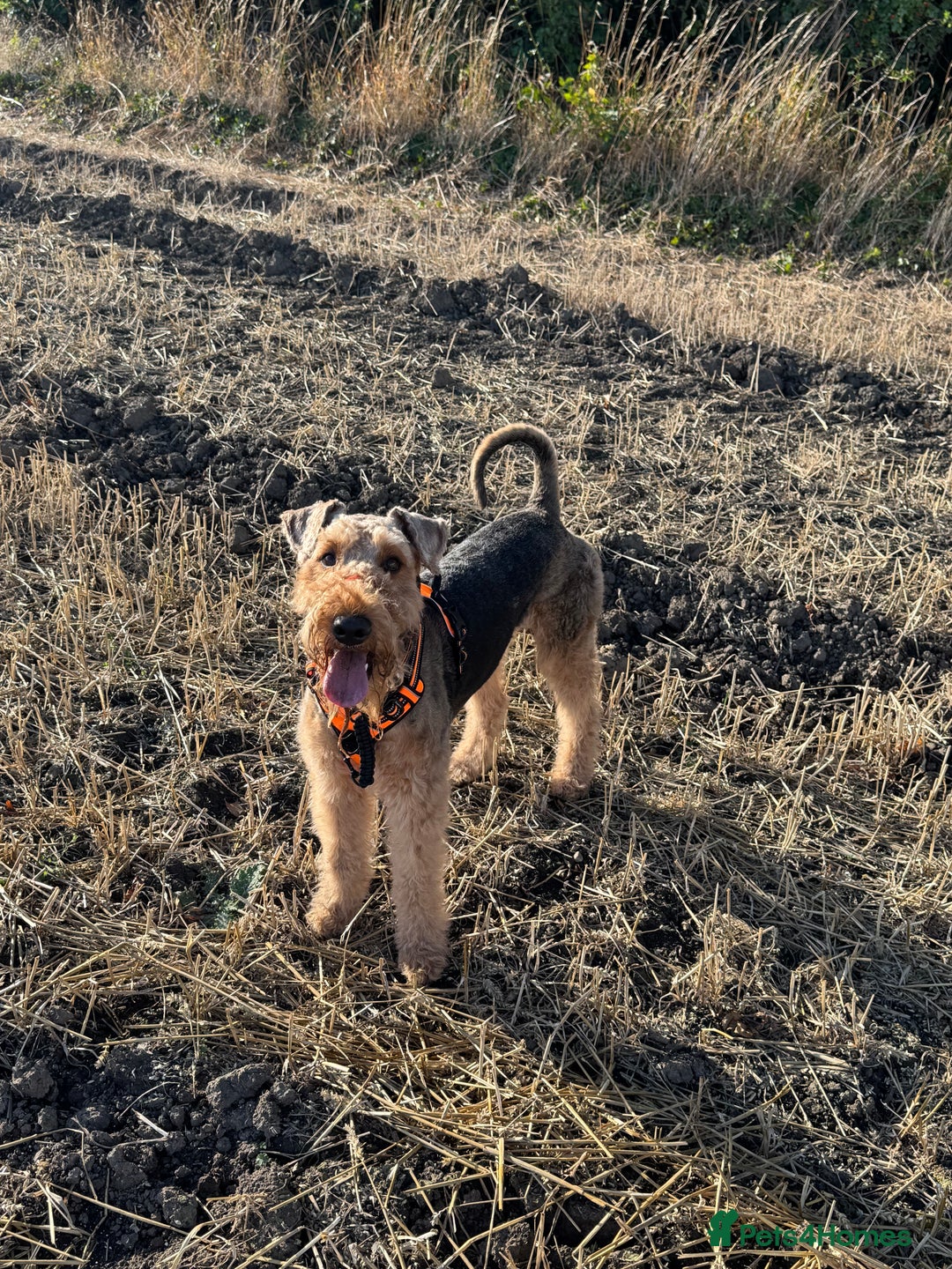 Airedale Terrier dogs for stud: (PROVEN STUD) Samcajo Gandalf the Wise in Durham - Image 6