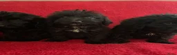 Cockapoo dogs for sale: F1 Black Cockapoo puppies - Advert 3