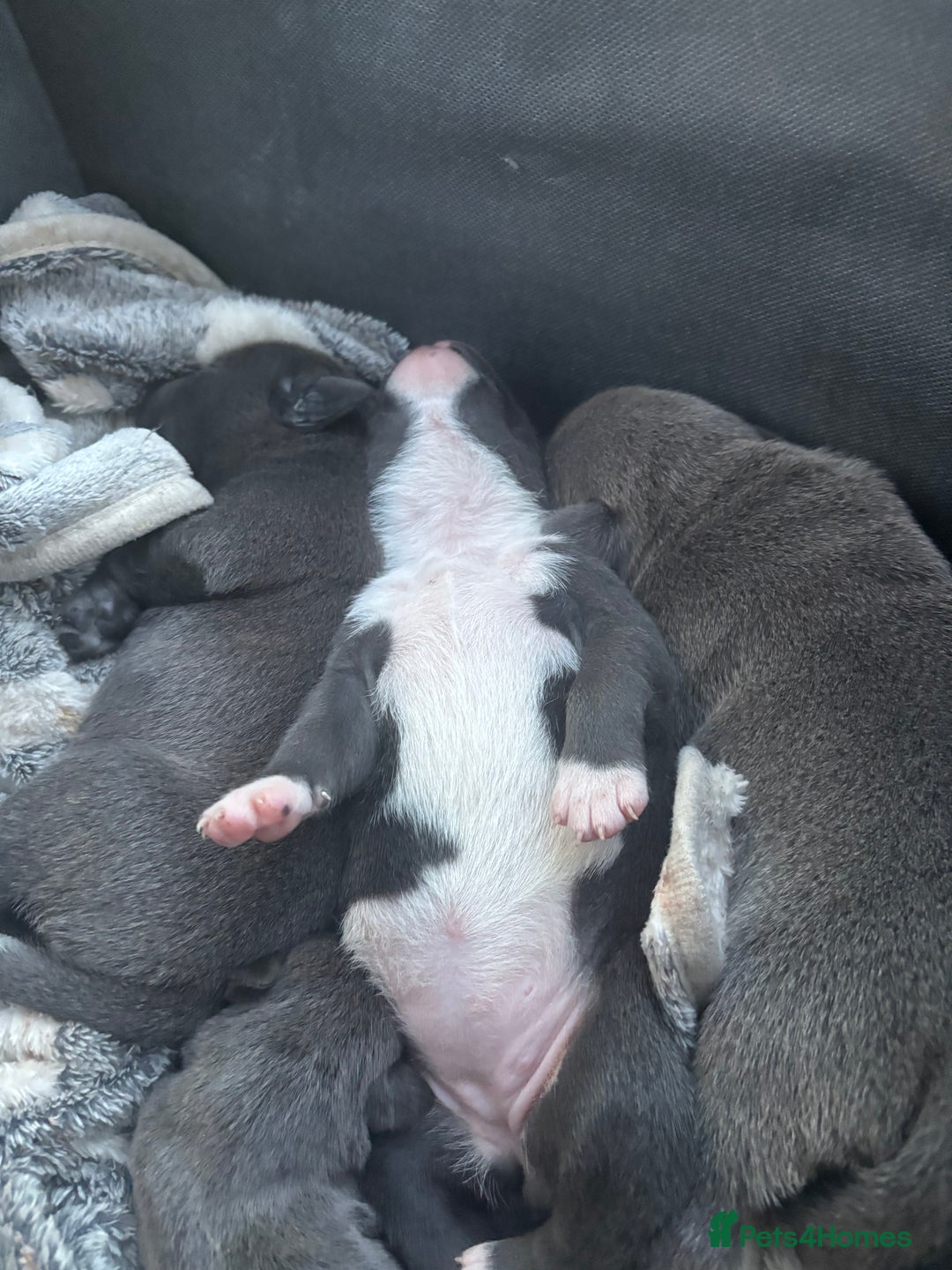 Staffordshire Bull Terrier dogs for sale: ✨ Blue Staffy Pups – Happy, Healthy & Loving!  - Image 26