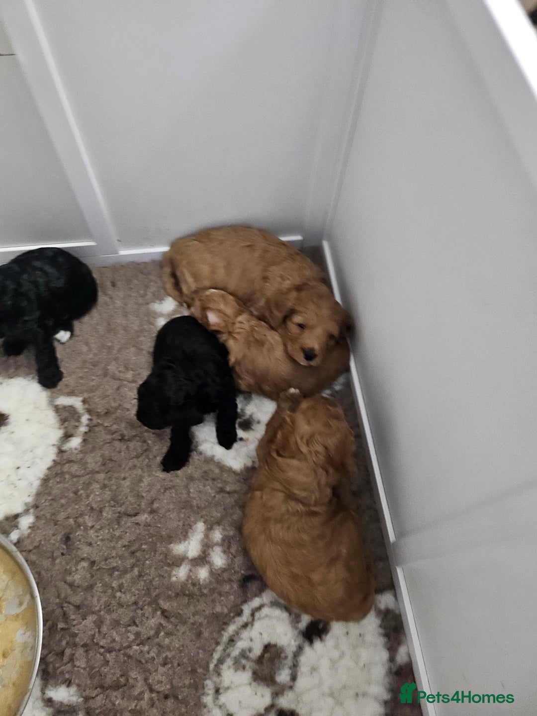 Cavapoo dogs for sale: Gorgeous F1b Toy Cavapoo Babies   - Advert 16