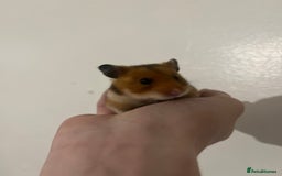 Hamster rodents for sale: free syrian hamsters - Advert 4