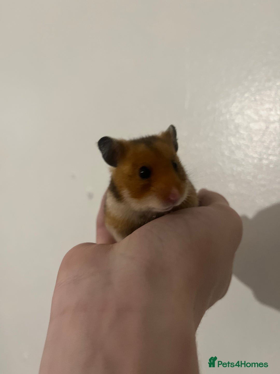 Hamster rodents for sale: free syrian hamsters - Advert 4