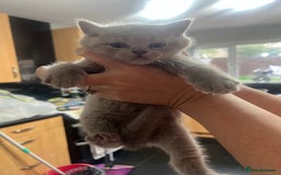 British Shorthair cats for sale: British blue shorthair in Bradford - Image 12