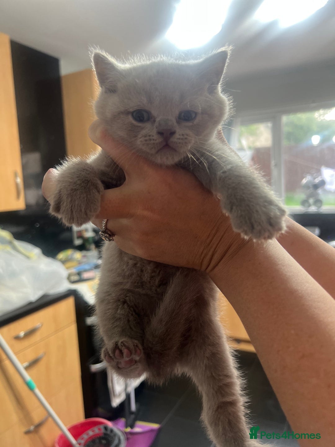 British Shorthair cats for sale: British blue shorthair in Bradford - Image 12