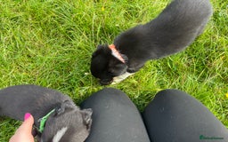 Border Collie dogs for sale: 4 border collie males looking for forever homes  - Image 10