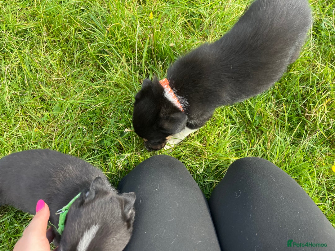 Border Collie dogs for sale: 4 border collie males looking for forever homes  - Image 10
