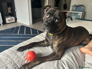 Mixed Breed dogs Staff cross - Advert 2