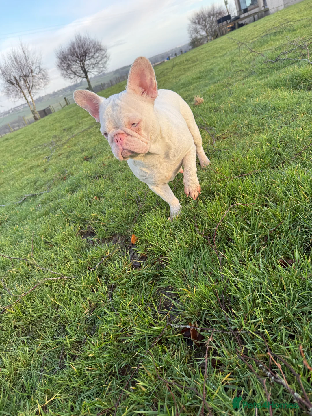 French Bulldog dogs for sale: Pink adult French bulldog  - Advert 2