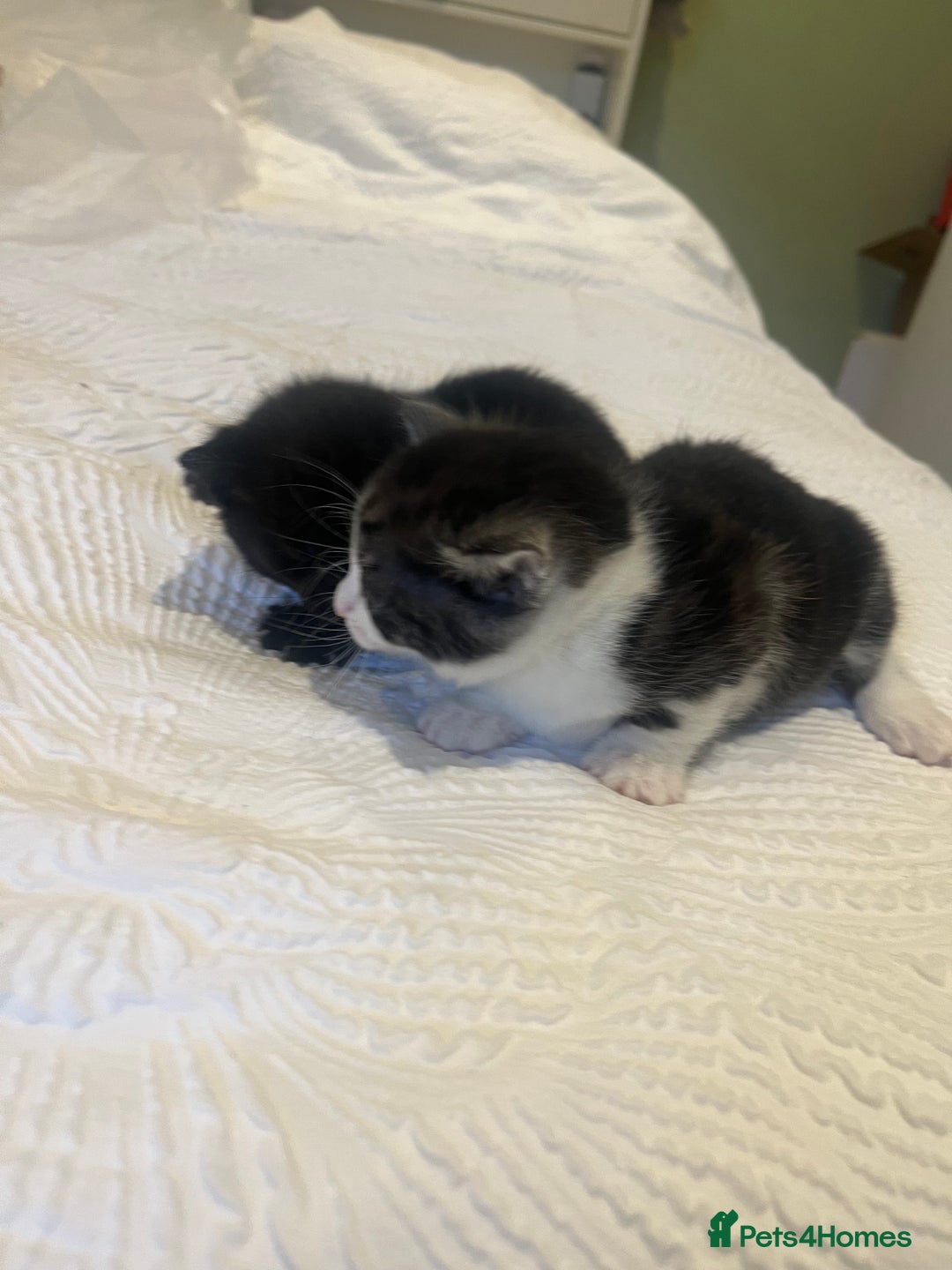 Mixed Breed cats for sale: Loving kittens - Advert 10