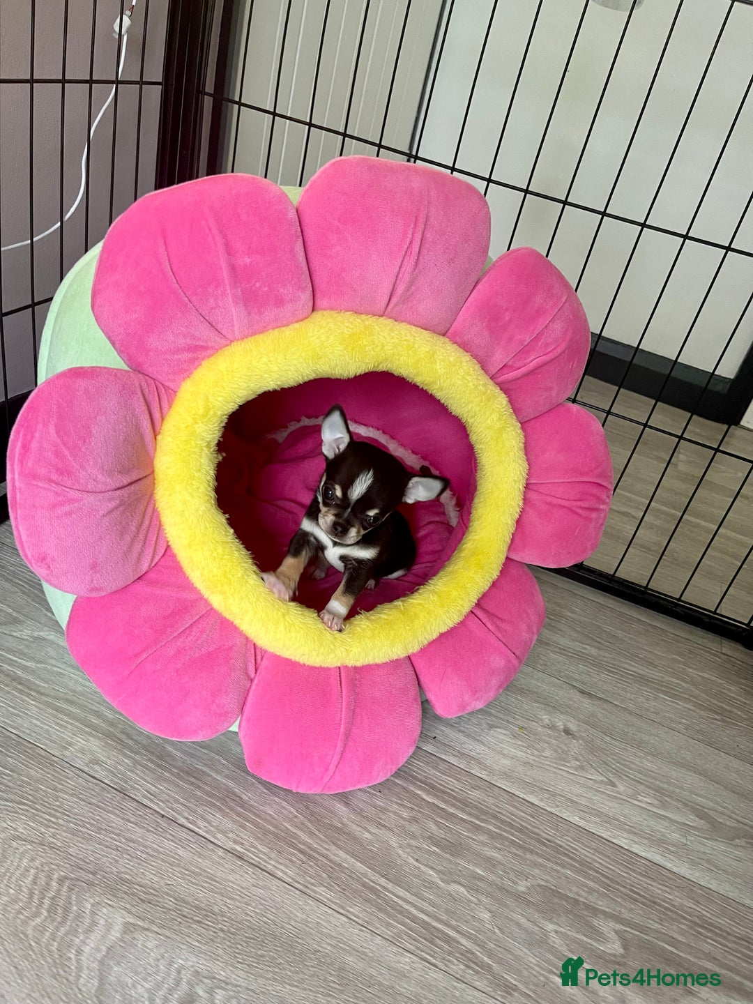Chihuahua dogs for sale: KC Chihuahuas 🇬🇧 bloodlines 🌟🌟🌟🌟🌟 - Image 5