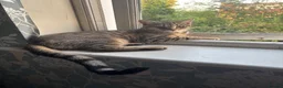 Domestic Shorthair cats for sale:     Healthy Brown Tabby Cat Looking for a New Home - Advert 2