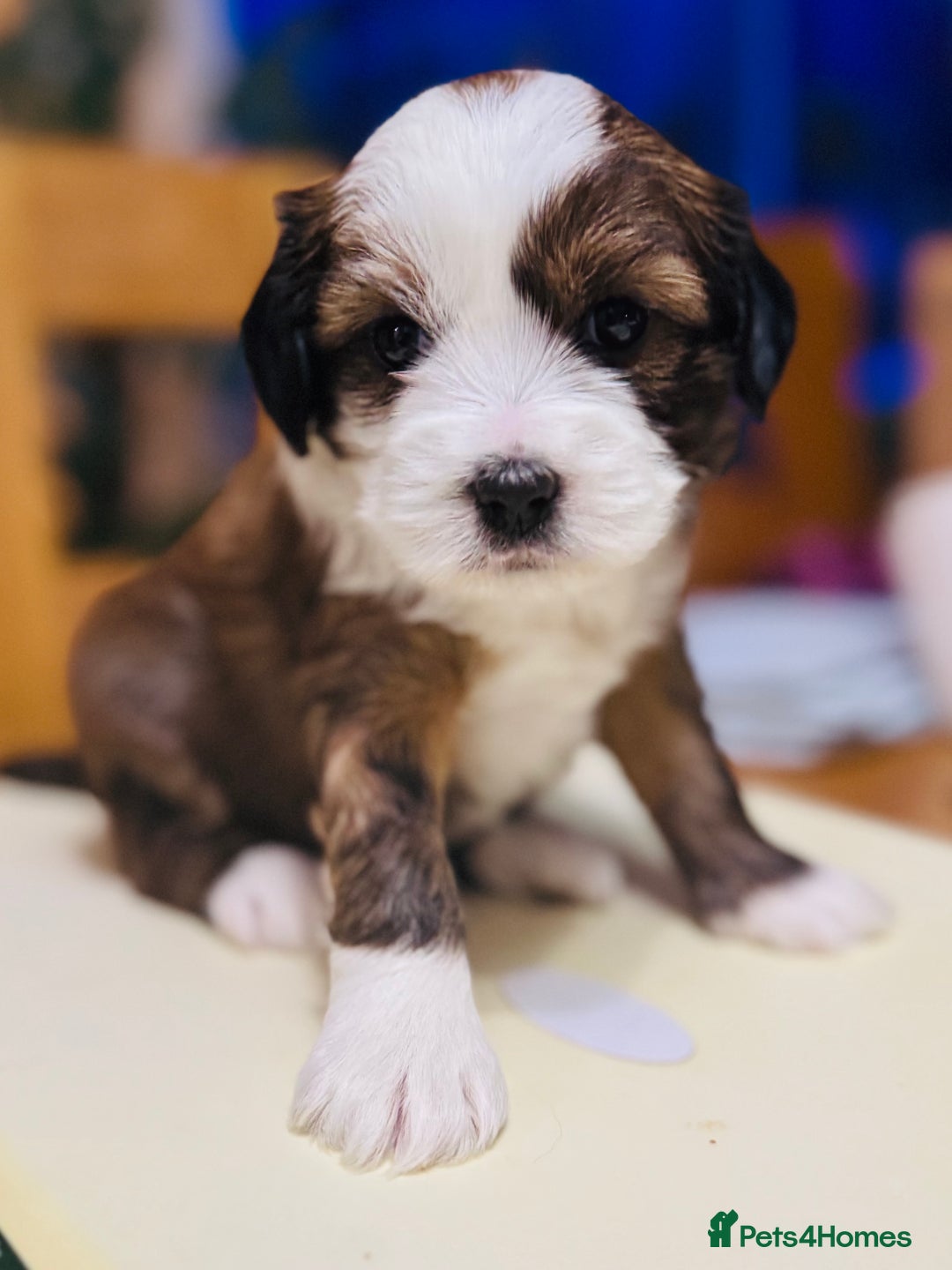 Tibetan Terrier dogs for sale: KC Reg, Fully Health Tested Tibetan Pups - Image 16