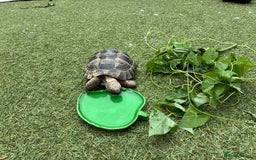 Mixed Breed invertebrates for sale: Spur thigh tortoise + table, lamps and food - Image 3