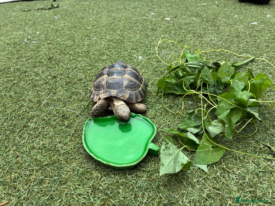 Mixed Breed invertebrates for sale: Spur thigh tortoise + table, lamps and food - Image 3
