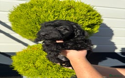 Cockapoo dogs for sale: Cockapoo Puppies (Licensed Breeder)  - Advert 11