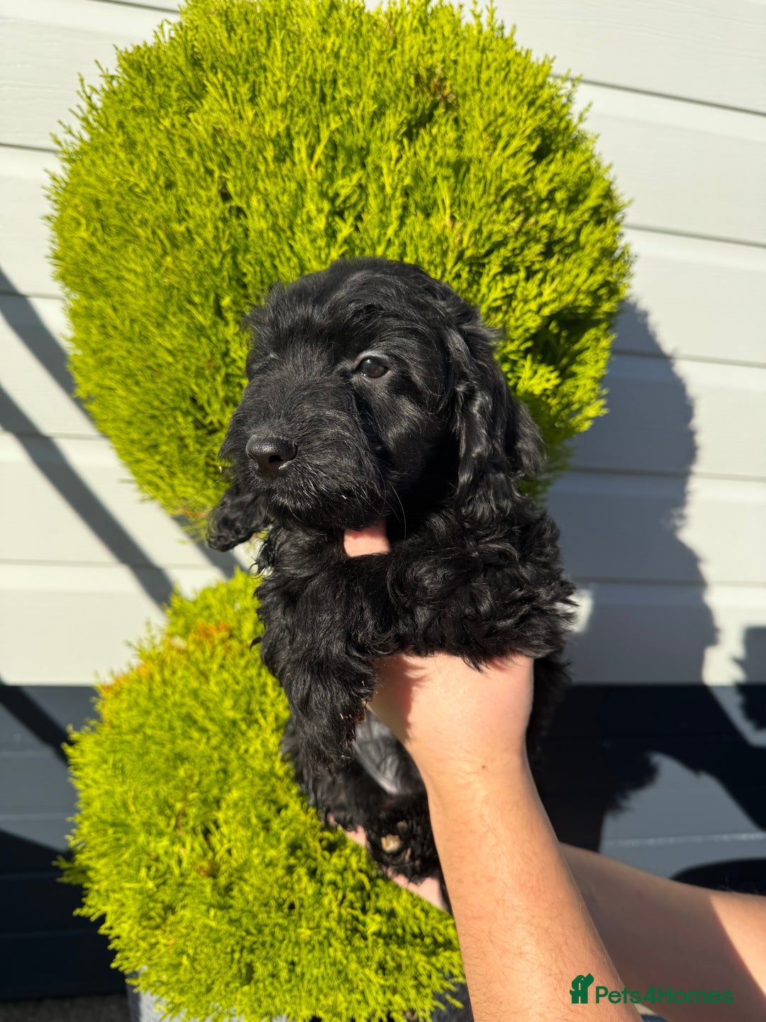 Cockapoo dogs for sale: Cockapoo Puppies (Licensed Breeder)  - Advert 11