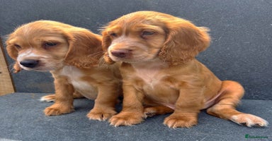 Cocker Spaniel dogs - Advert 5