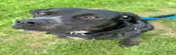 Mixed Breed dogs for sale: Lab X Staffy X Springer spaniel  - Advert 4