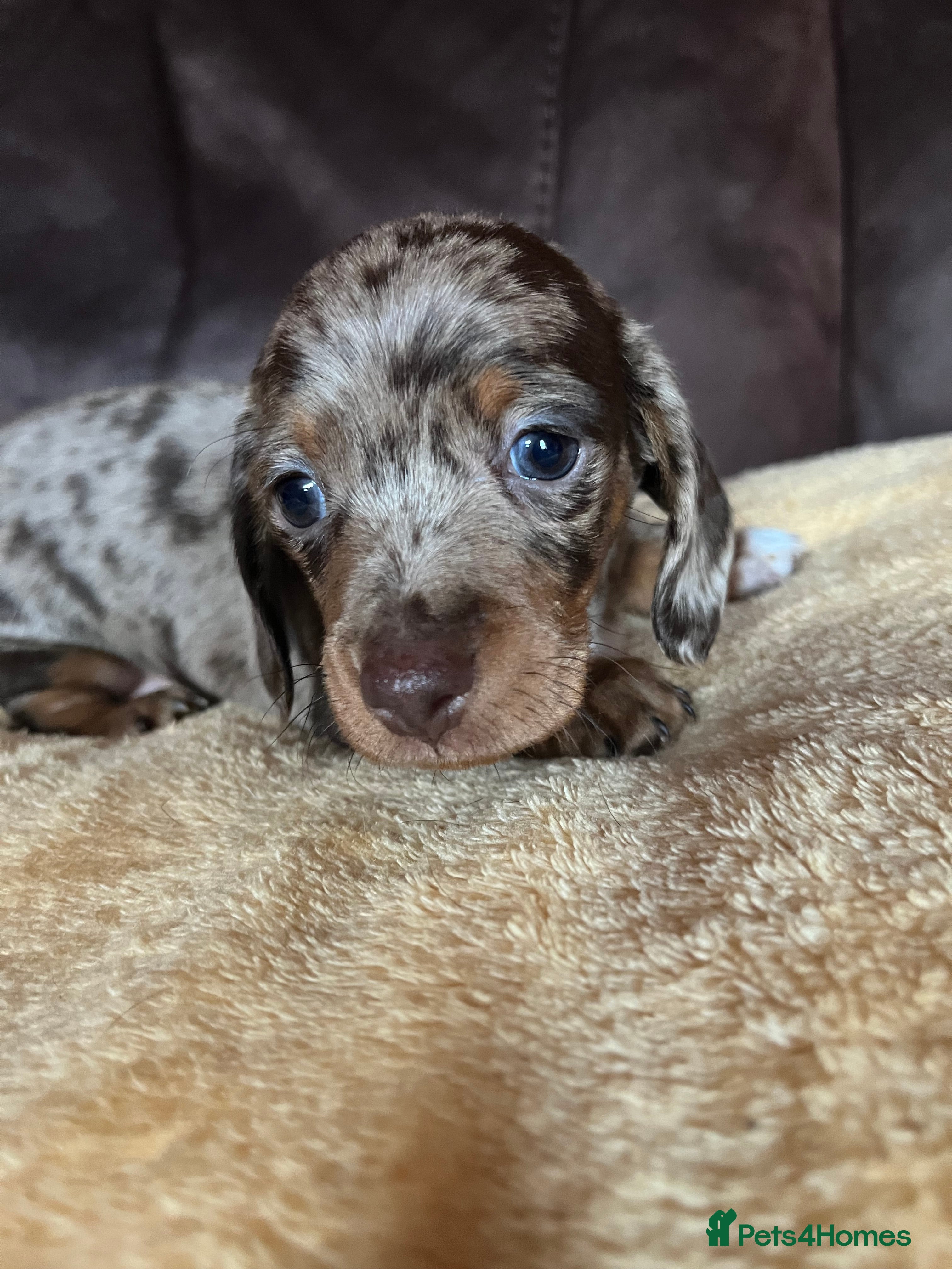 Miniature Dachshund dogs Miniature Dachshund  - Advert 11