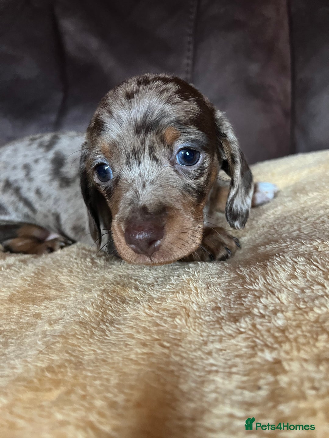 Miniature Dachshund dogs for sale: Miniature Dachshund  - Advert 18