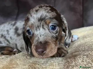 Miniature Dachshund dogs Miniature Dachshund - Advert 11