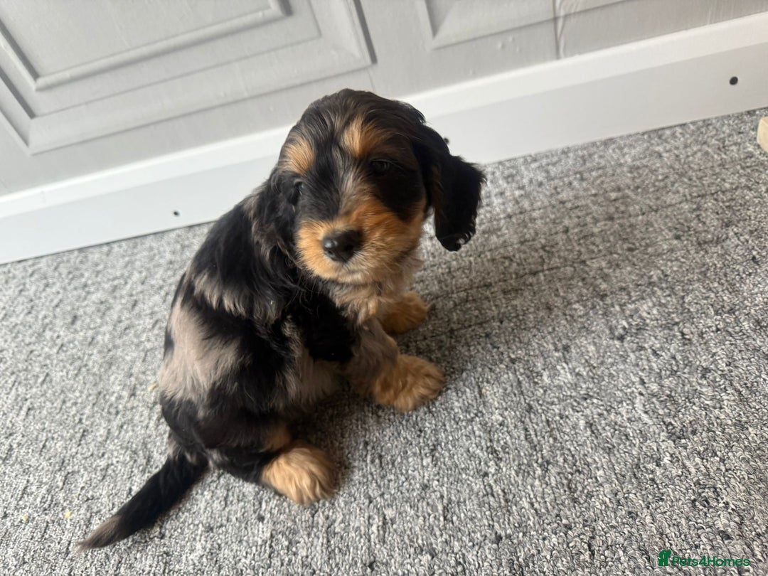 Cockapoo dogs for sale: Beautiful Cockerpoo Puppies. (Sand, Merle, Black) - Image 11