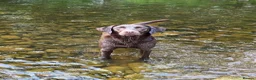 Labrador Retriever dogs for sale: Choc & Yellow Labs Waiting list open 202 DNA KC - Advert 11