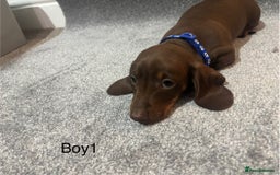 Miniature Dachshund dogs for sale: Chocolate dachshund babies  - Image 3