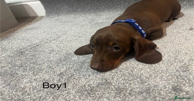 Miniature Dachshund dogs - Advert 9