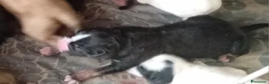 Mixed Breed Puppy 6