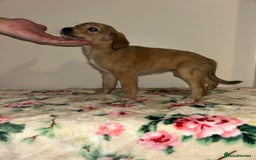 Mixed Breed dogs for sale: Stunning lurcher puppy’s  - Image 3