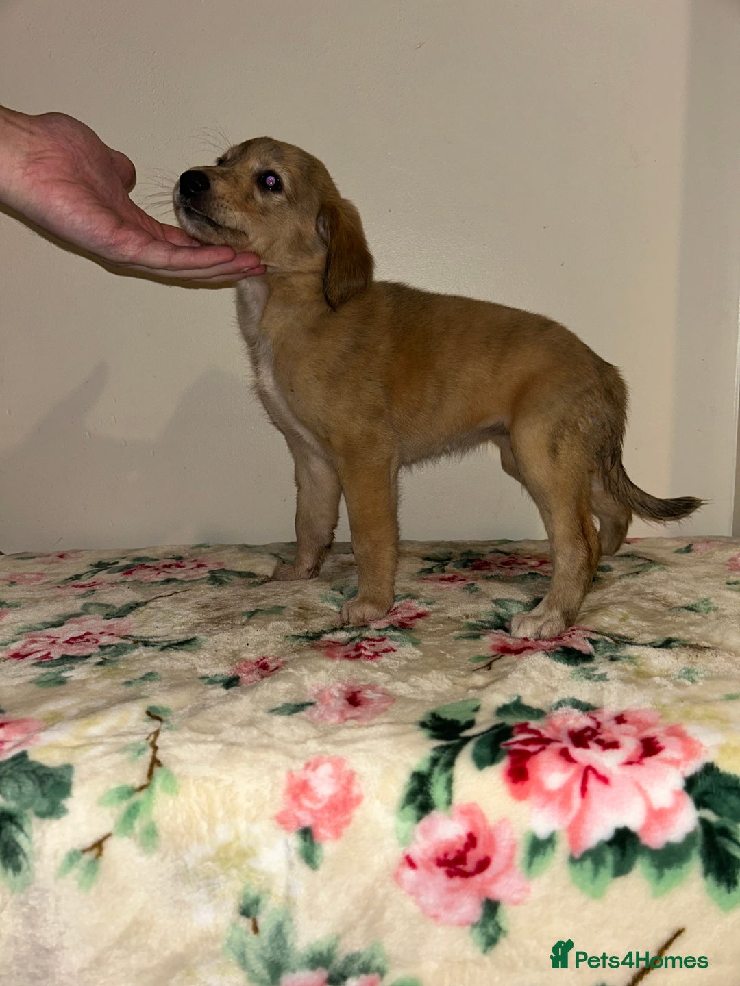 Mixed Breed dogs for sale: Stunning lurcher puppy’s  - Image 3