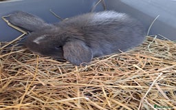 Mini Lop rabbits for sale: 3 lovely mini lop ear bunnies - Image 3