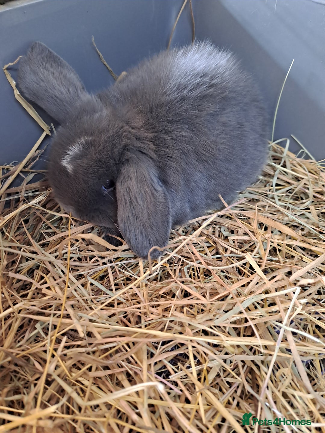 Mini Lop rabbits for sale: 3 lovely mini lop ear bunnies - Image 3