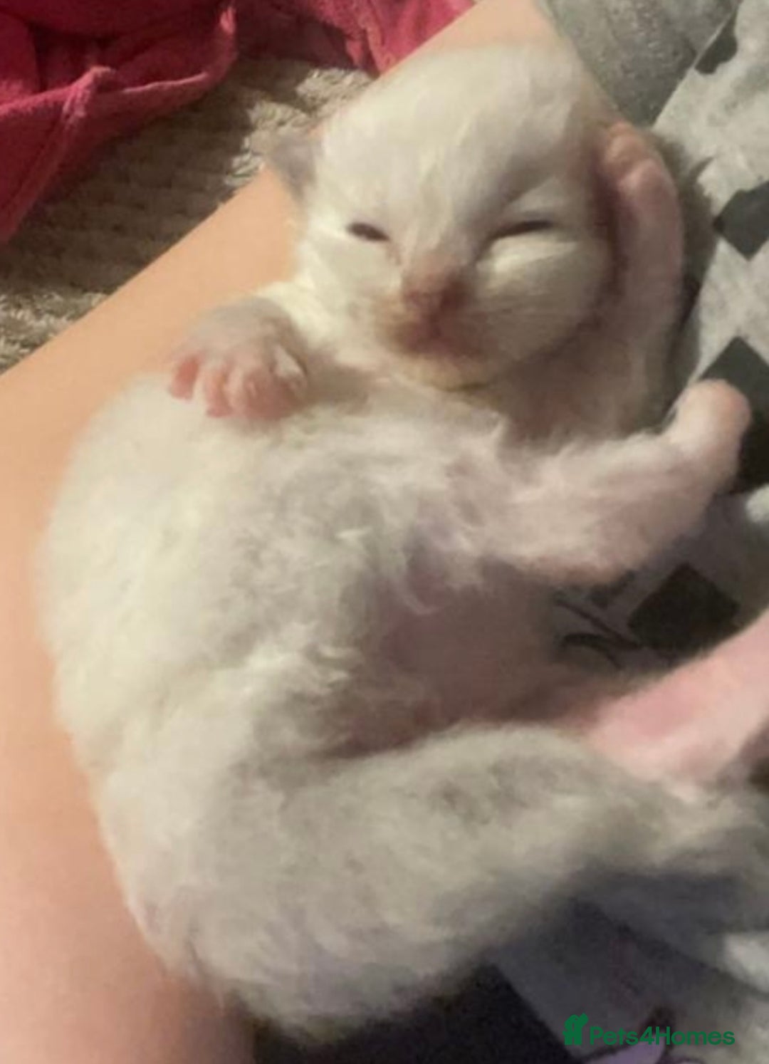 Ragdoll cats for sale: 🏆Ready Now. GCCF Champion Lines Ragdoll kittens - Advert 26