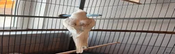 Cockatiels birds for sale: BEAUTIFUL RARE COCKTIEL FOR SALE!! - Advert 3