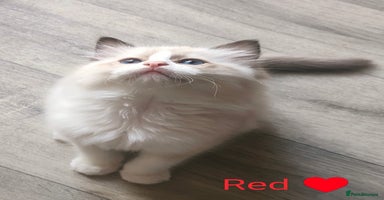 Ragdoll cats - Advert 7