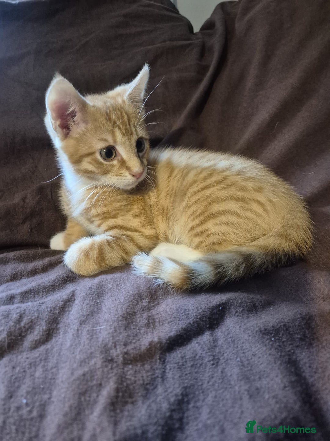 Mixed Breed cats for sale: Adorable Kittens - £150 (Reduced) - Image 9