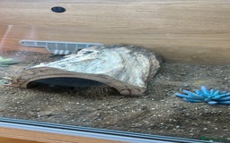 Tortoise reptiles for sale: Shelly The Tortoise  - Image 5