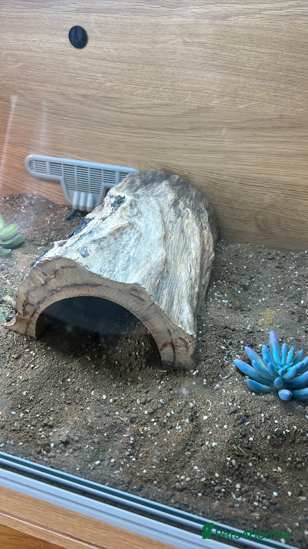 Tortoise reptiles for sale: Shelly The Tortoise  - Image 5