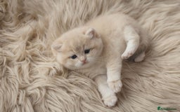 British Shorthair cats for sale: Chubby Golden Blue BSH girls - Image 24