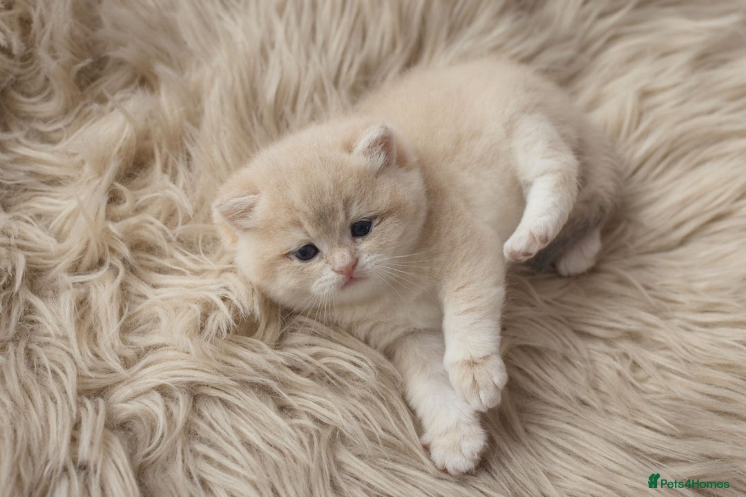 British Shorthair cats for sale: Chubby Golden Blue BSH girls - Image 24