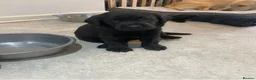 Labrador Retriever dogs for sale: Beautiful KC Registered litter of Labrador puppies in Worcester - Advert 6