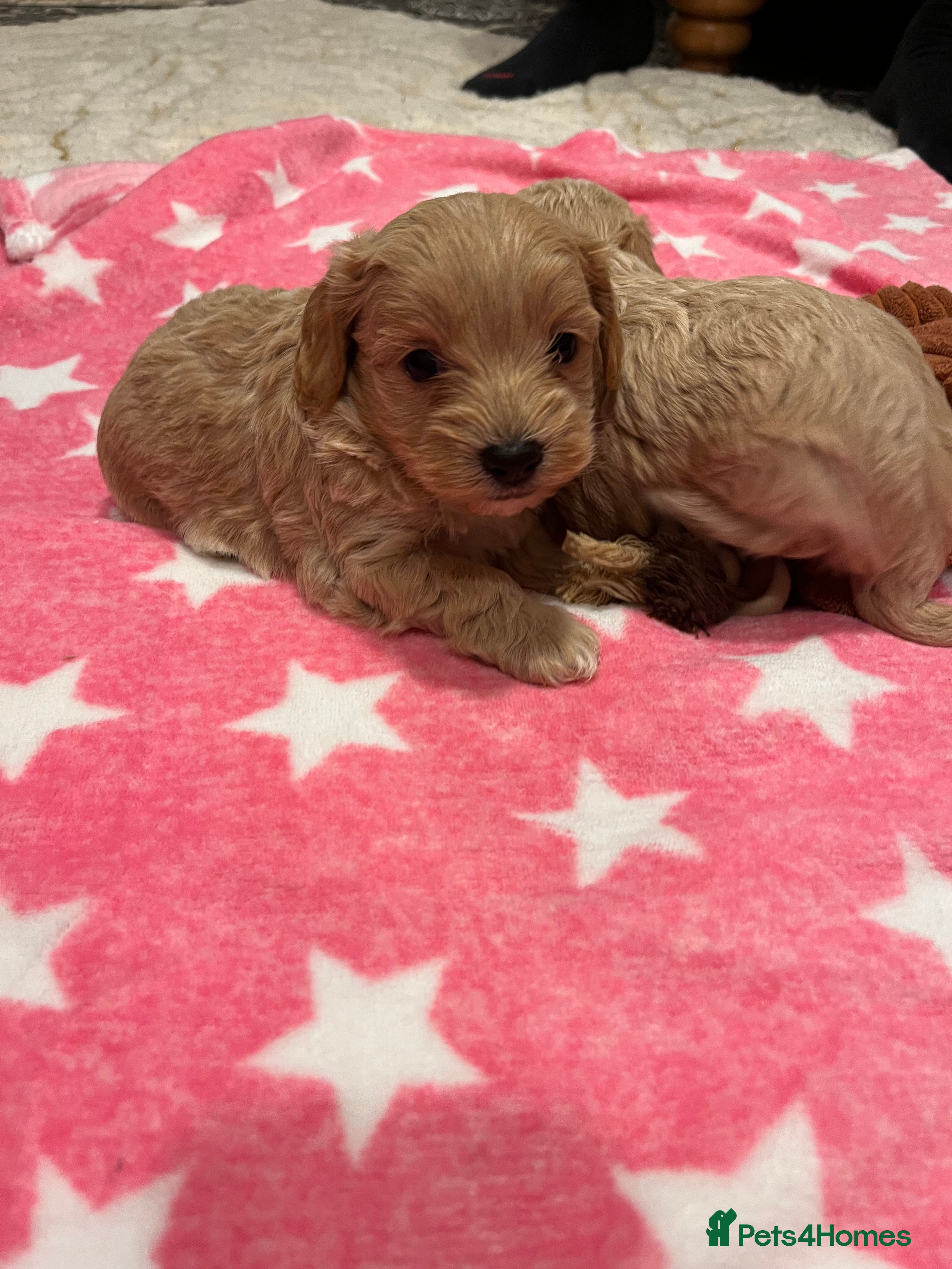 Maltipoo dogs Beautiful Quality Maltipoo Boy available  - Advert 2
