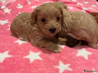 Maltipoo dogs Beautiful Quality Maltipoo Boy available - Advert 3