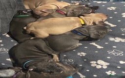 Mixed Breed dogs for sale: Exotic Pocket bully’s 4 males 5 females  - Image 4