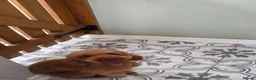 Cavapoo dogs for sale: 1 year old female  - Advert 8